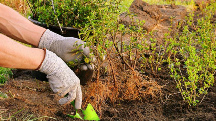 Opération plantation de haies pour 30 collégiens de Manosque