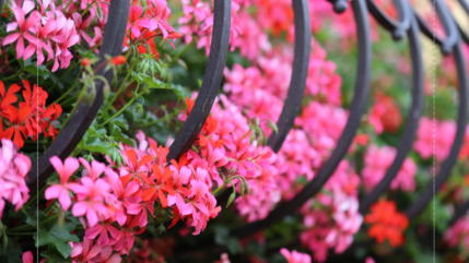 Saint-Chaffrey offre des fleurs Saint-Chaffrey offre des fleurs