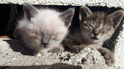 SOS Chats des Rues du Briançonnais demande au maire de Monêtier les Bains de reverser son indemnité SOS Chats des Rues du Briançonnais demande au maire de Monêtier les Bains de reverser son indemnité