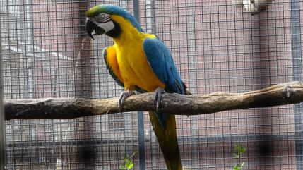 Un Ara Ararauna, restitué à sa propriétaire après une longue enquête Un Ara Ararauna, restitué à sa propriétaire après une longue enquête