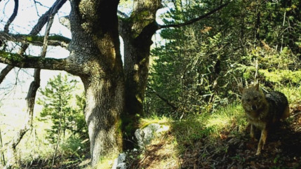 Un chacal doré observé pour la première fois à Castellane, une menace pour le pastoralisme ?