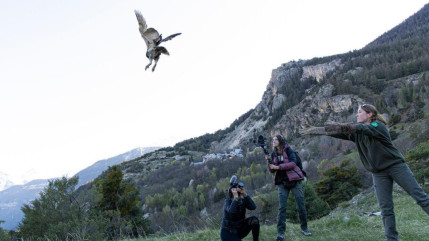 Un hibou grand-duc a retrouvé la liberté