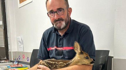 Un jeune faon secouru dans un quartier d’Embrun Un jeune faon secouru dans un quartier d’Embrun