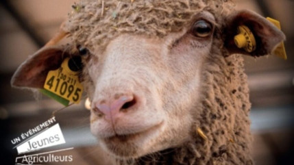 Un rendez-vous immersif avec le Salon de l'Elevage