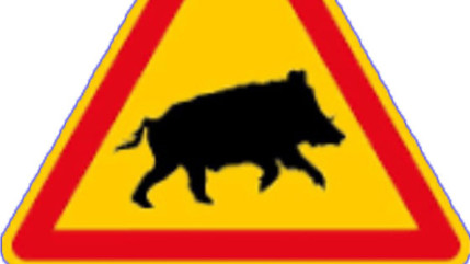 Une battue administrative aux sangliers à Sisteron ce mardi Une battue administrative aux sangliers à Sisteron ce mardi