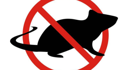 Une campagne de dératisation à Gap