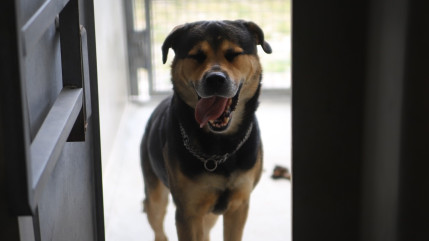 Une dispute &eacute;clate entre un p&egrave;re et son fils dans les Alpes-de-Haute-Provence : le chien de la famille abattu par pure vengeance