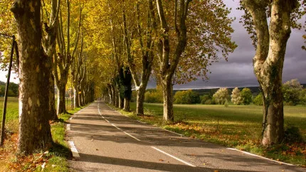 Haute-Provence : traitement des platanes à Manosque
