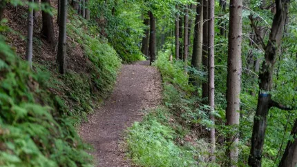 Haute-Provence : un trail accessible aux personnes handicapées Haute-Provence : un trail accessible aux personnes handicapées