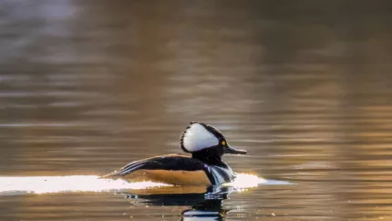Hautes-Alpes : LPO organise une sortie à la découverte des oiseaux d’eau Hautes-Alpes : LPO organise une sortie à la découverte des oiseaux d’eau
