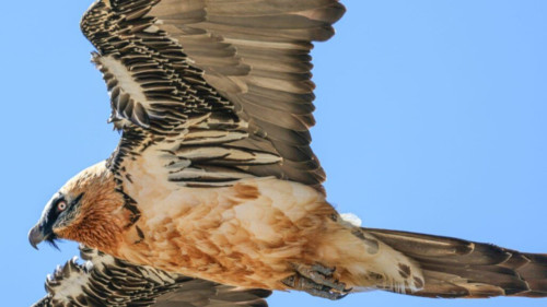 Disparu depuis cinq ans, un gypaète barbu retrouvé dans le Valgaudemar
