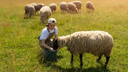 "On ne peut pas s’habituer à ce chantage raciste" : les gardiens de troupeaux alertent sur la situation dans les Hautes-Alpes