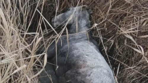Un cheval enlisé par -8 degrés sauvé par les gendarmes et les pompiers