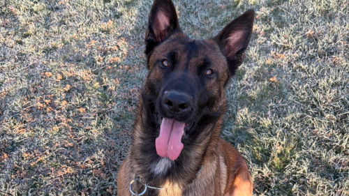 Une nouvelle recrue chez les gendarmes bas-alpins