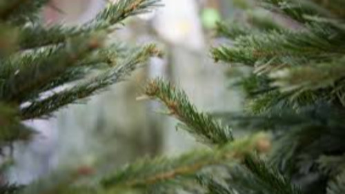 Votre sapin collect&eacute; &agrave; Gap