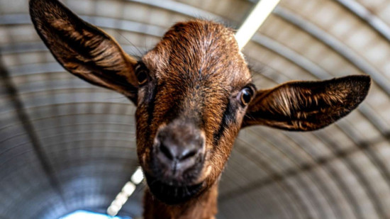 Une centaine de producteurs et d&rsquo;agriculteurs des Hautes-Alpes &agrave; la plus grande ferme de France