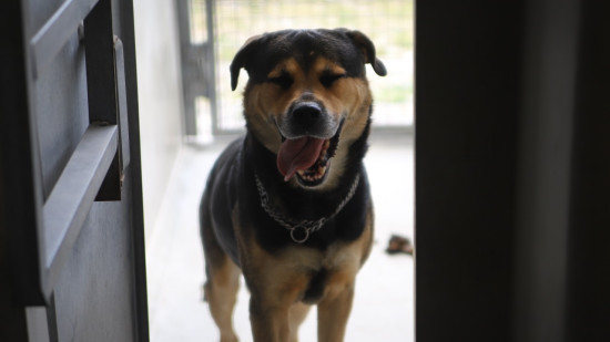 Une dispute &eacute;clate entre un p&egrave;re et son fils dans les Alpes-de-Haute-Provence : le chien de la famille abattu par pure vengeance