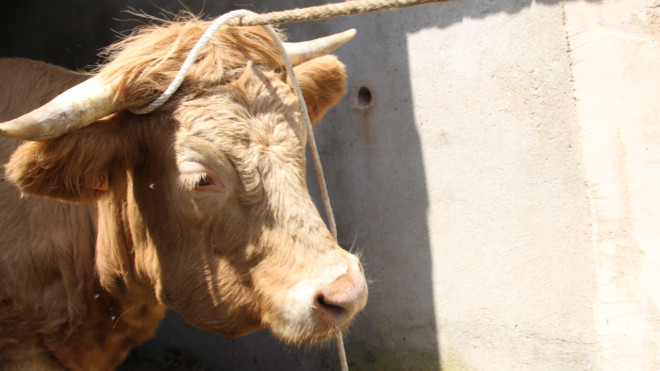 Dermatose nodulaire contagieuse : l&rsquo;&Eacute;tat renforce la recherche et la surveillance en 2026