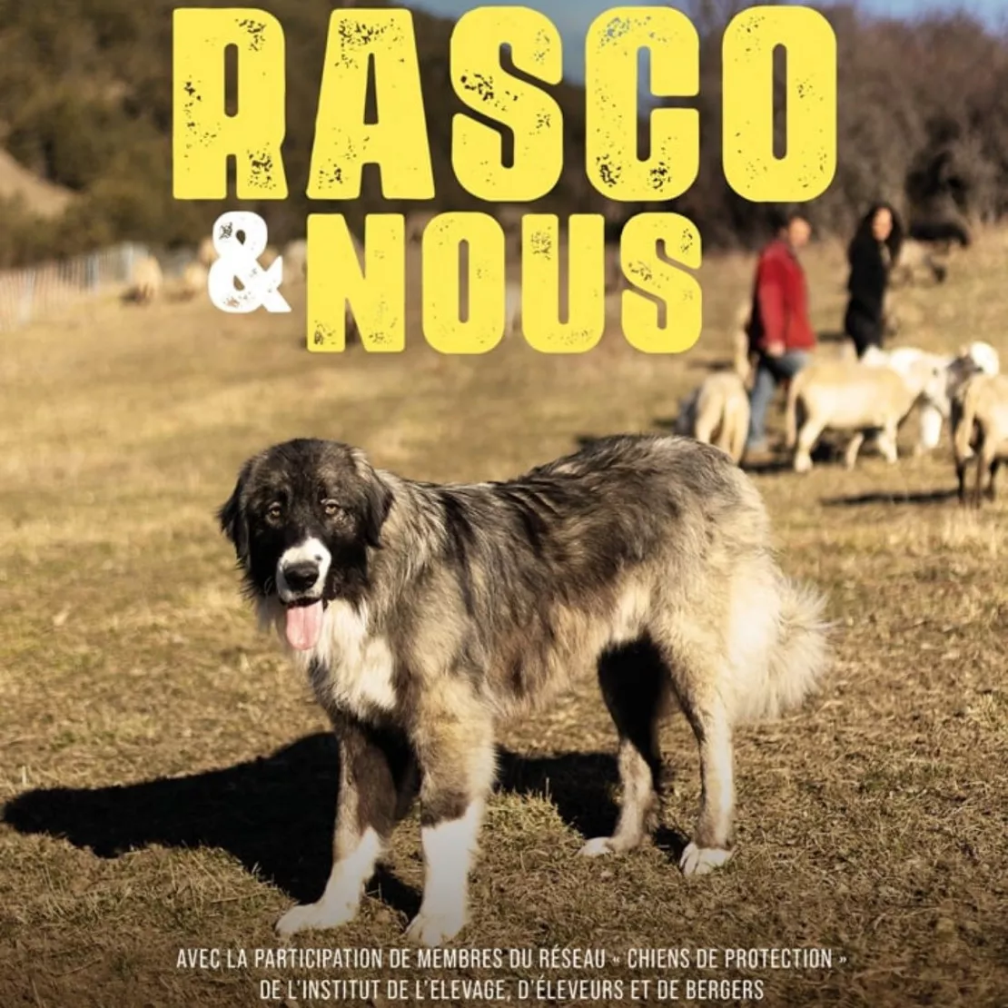 Alpes 1 et Vous : Film / Docu Comprendre la présence des chiens de protection