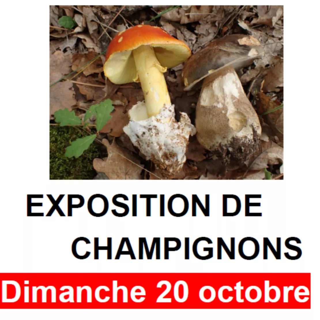 Alpes 1 & Vous - Tout savoir sur la ceuillette des champignons !