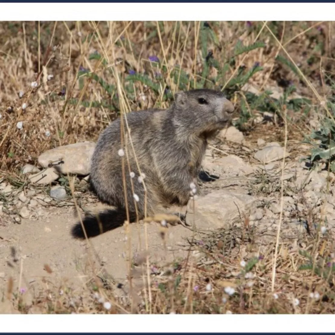 Près de Chez Vous : Comptage des marmottes à Eygliers dimanche 14 avril 2024