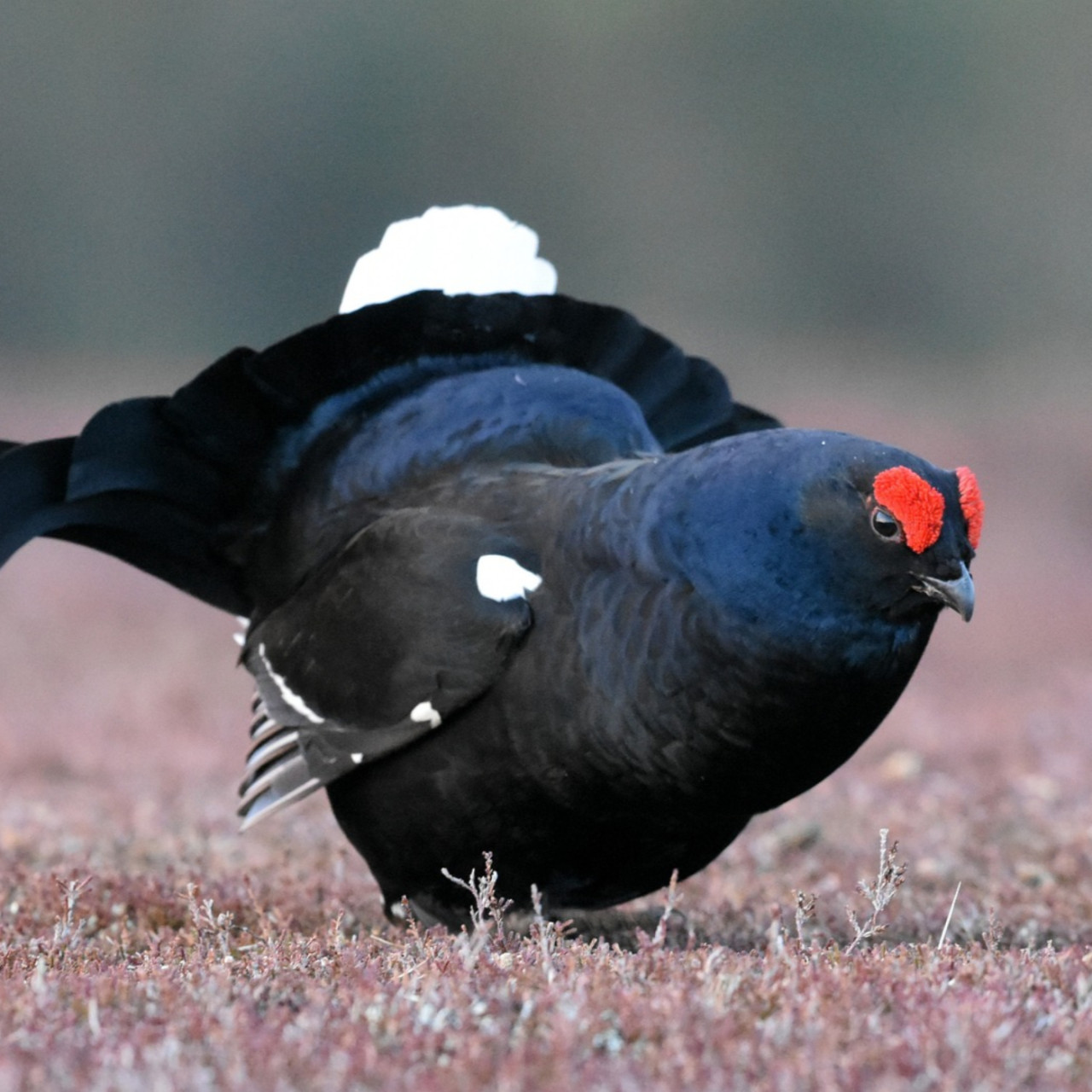 Pr&egrave;s de chez vous au coeur d'une zone de qui&eacute;tude du t&eacute;tras-lyre