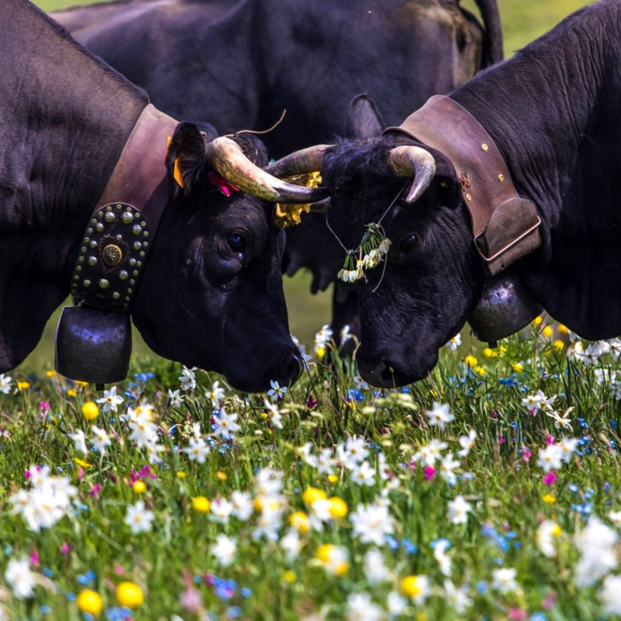 Près de chez vous avec Transhum'en fête Près de chez vous avec Transhum'en fête