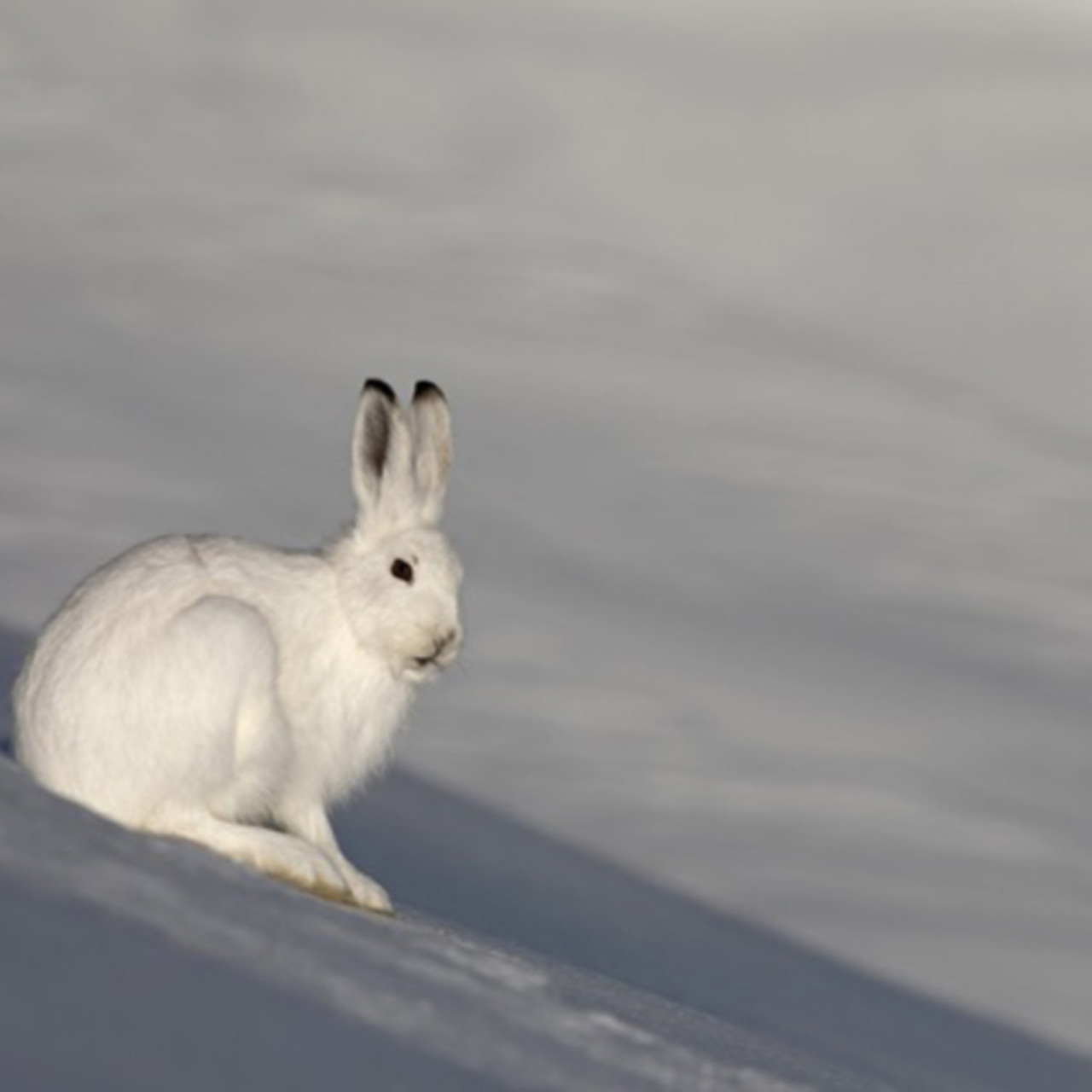 Près de chez vous avec une étude sur le lagopède alpin et le lièvre variable Près de chez vous avec une étude sur le lagopède alpin et le lièvre variable