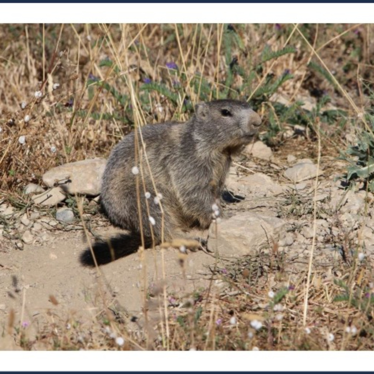 Près de Chez Vous : Comptage des marmottes à Eygliers dimanche 14 avril 2024 Près de Chez Vous : Comptage des marmottes à Eygliers dimanche 14 avril 2024