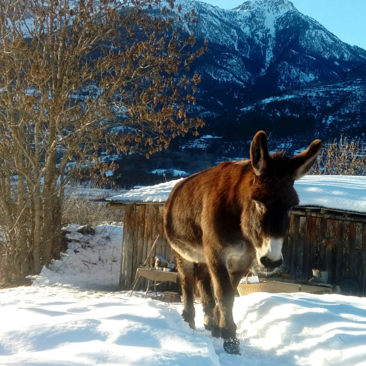 Près de Chez Vous : La Petite Ferme des Regains à Villar Saint-Pancrace. Près de Chez Vous : La Petite Ferme des Regains à Villar Saint-Pancrace.