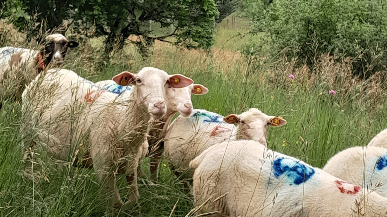 Salon international de l'Agriculture : La Ferme des Bichoux Salon international de l'Agriculture : La Ferme des Bichoux