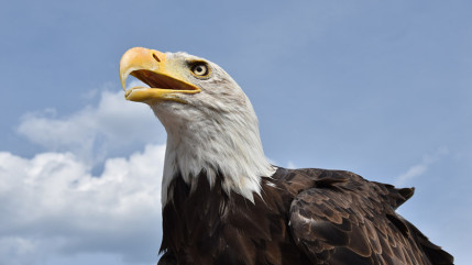 Découvrez le vol des plus beaux rapaces au Parc Animalier de Serre-Ponçon