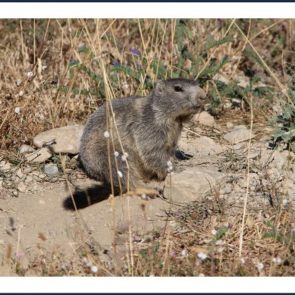 Près de Chez Vous : Comptage des marmottes à Eygliers dimanche 14 avril 2024 Près de Chez Vous : Comptage des marmottes à Eygliers dimanche 14 avril 2024