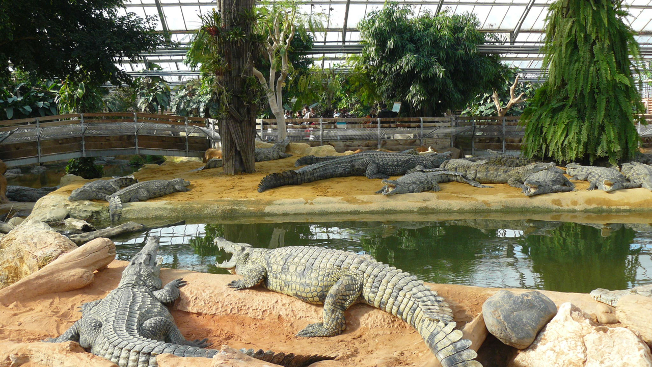 &Eacute;vadez-vous en Auvergne-Rh&ocirc;ne-Alpes &agrave; la Ferme aux Crocodiles !