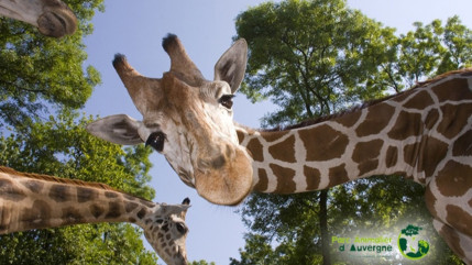 &Eacute;vadez-vous en Auvergne-Rh&ocirc;ne-Alpes au Parc Animalier d'Auvergne !