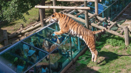 &Eacute;vadez-vous en Auvergne-Rh&ocirc;ne-Alpes au Safari de Peaugres !